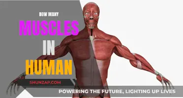 The Muscular System: Understanding Our Body's Complex Network