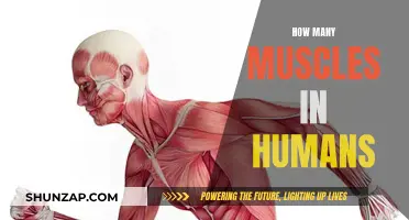 The Muscular System: Understanding Our Body's Complex Network