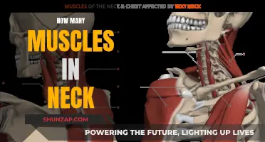Unlocking the Complexity of Neck Muscles
