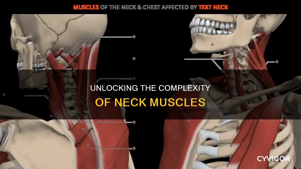 how many muscles in neck