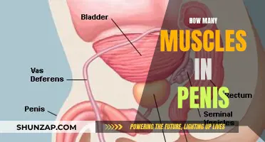 The Muscular Complexity of the Penis Explained