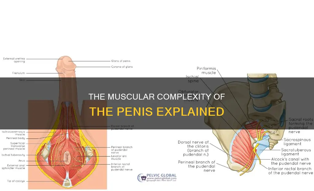 how many muscles in penis