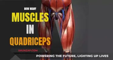 Exploring the Anatomy of Quadriceps Muscles