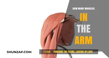 Understanding the Muscular Anatomy: How Many Muscles Are in Your Arm?