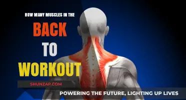 Unleashing Strength: A Guide to Back Muscles for Optimal Workouts