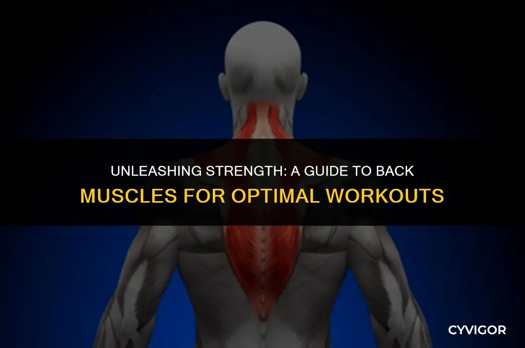 how many muscles in the back to workout