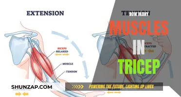 Exploring the Anatomy of Triceps: How Many Muscles?