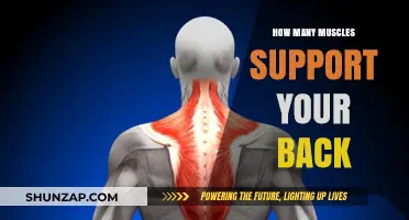 Unveiling the Muscular Network: How Many Muscles Support Your Back?