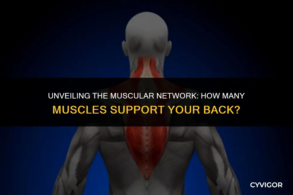 how many muscles support your back