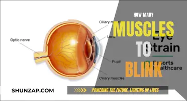 The Muscles Behind a Blink: Understanding the Complex Eye Movement