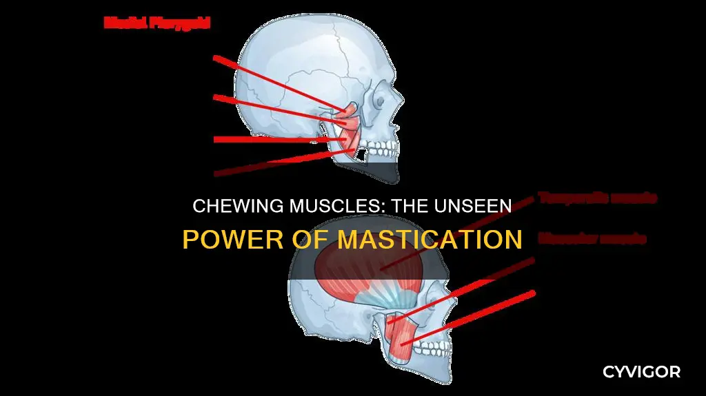 how many muscles to chew