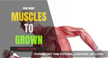 Building Muscle: How Many Muscles Can You Grow?