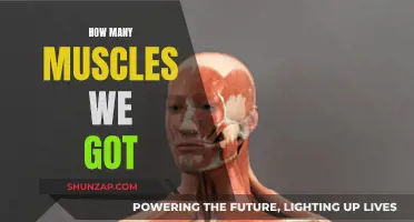 Exploring the Count of Muscles in the Human Body