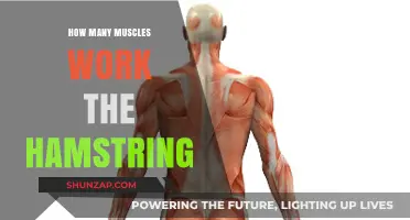 Understanding Hamstring Muscles: How Many Work Together for Optimal Function?