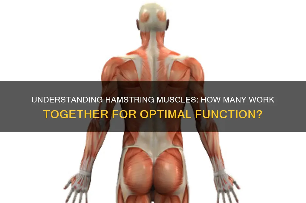 how many muscles work the hamstring