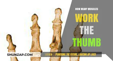 Unveiling the Complex Muscular Network Behind Thumb Movement and Function