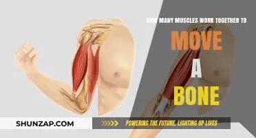 Muscles in Motion: How Many Work Together to Move Bones?