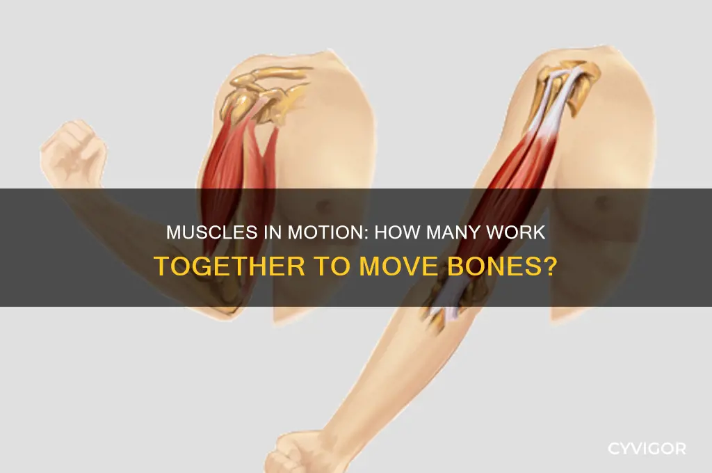 how many muscles work together to move a bone
