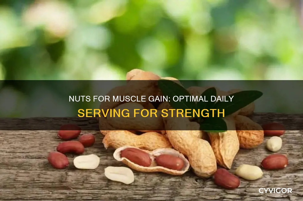 how many nuts a day for muscle gain