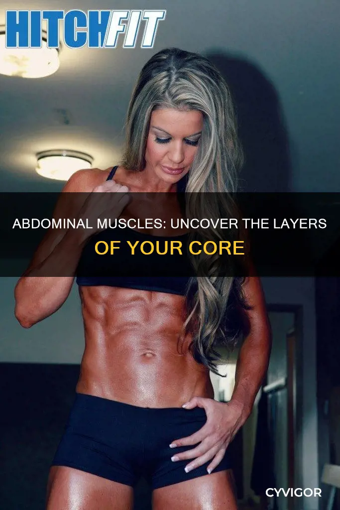 how many obdominal muscles