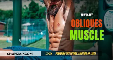 Unraveling the Mystery of Oblique Muscles: How Many and Their Functions