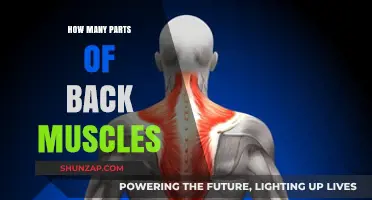 Exploring the Anatomy: A Comprehensive Guide to Back Muscles