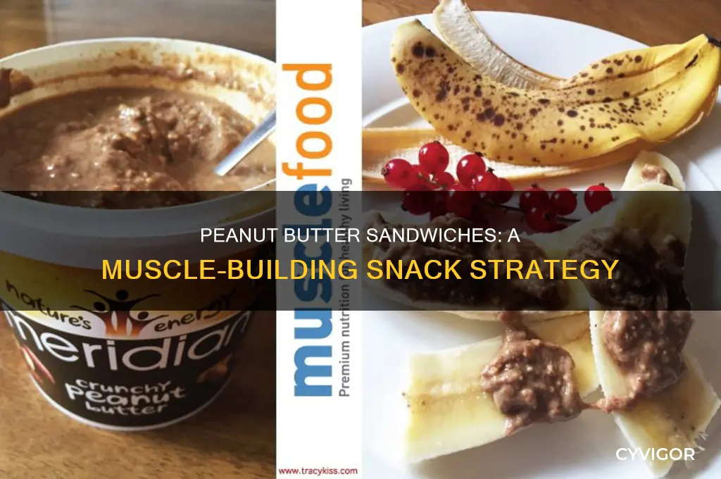 how many peanut butter sandwiches to gain muscle
