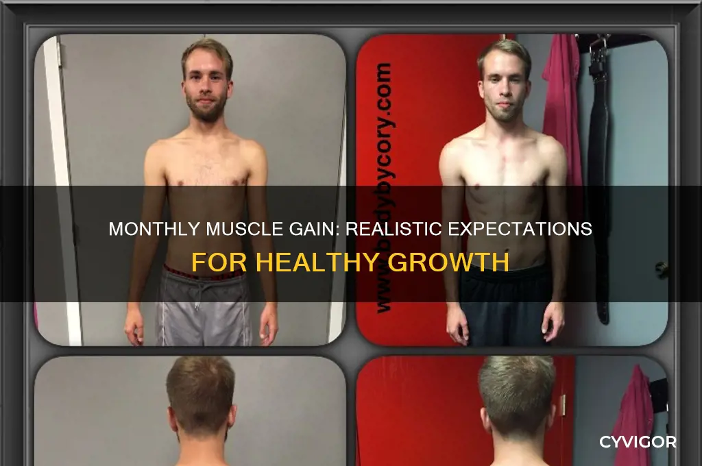 how many poulds of muscle gain you gain a month