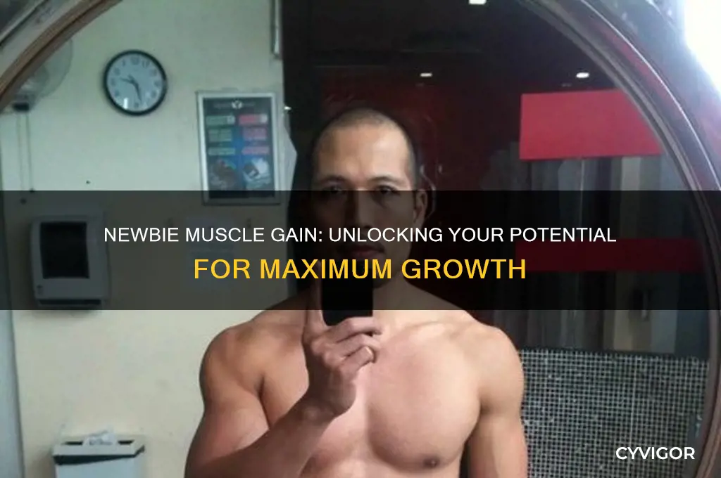 how many pounds of muscle can a newbie gain