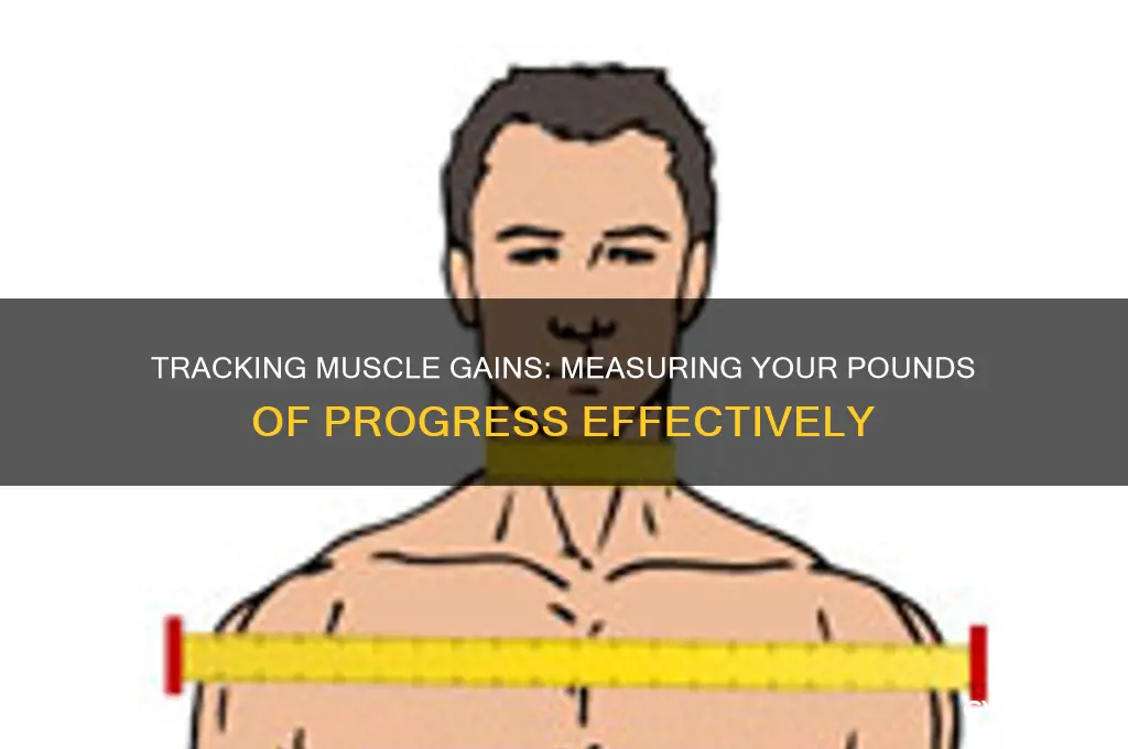 how many pounds of muscle have i gained