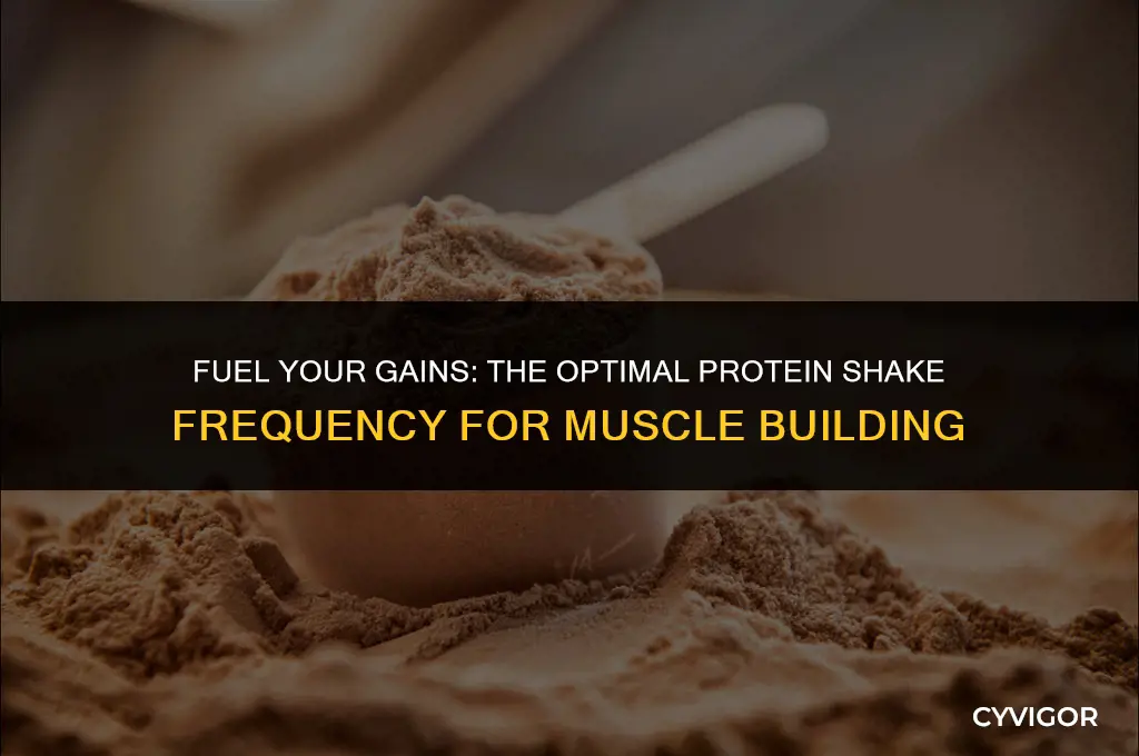 how many protein shakes a day to build muscle