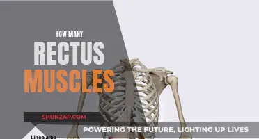 The Many Muscles of the Human Body: Rectus Edition