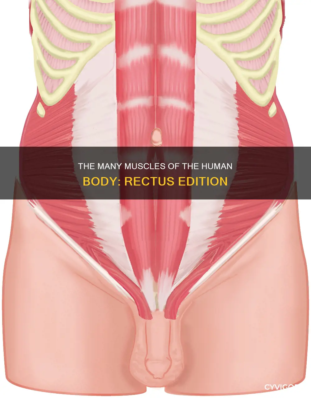 how many rectus muscles