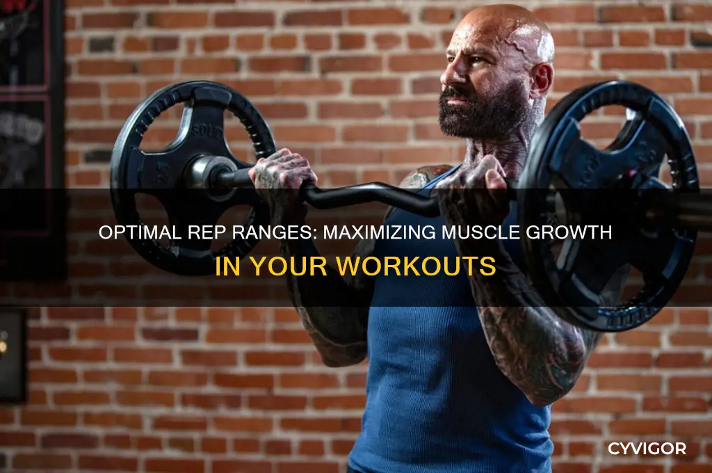 how many reps should i work out on one muscle