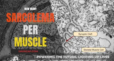 Sarcolema Muscle Mystery: How Many Envelopes Per Muscle Fiber?