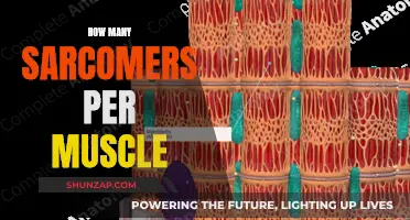 Muscle Anatomy: Unraveling the Sarcomere Count Mystery