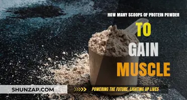 Optimal Protein Powder Scoops for Effective Muscle Gain Strategies