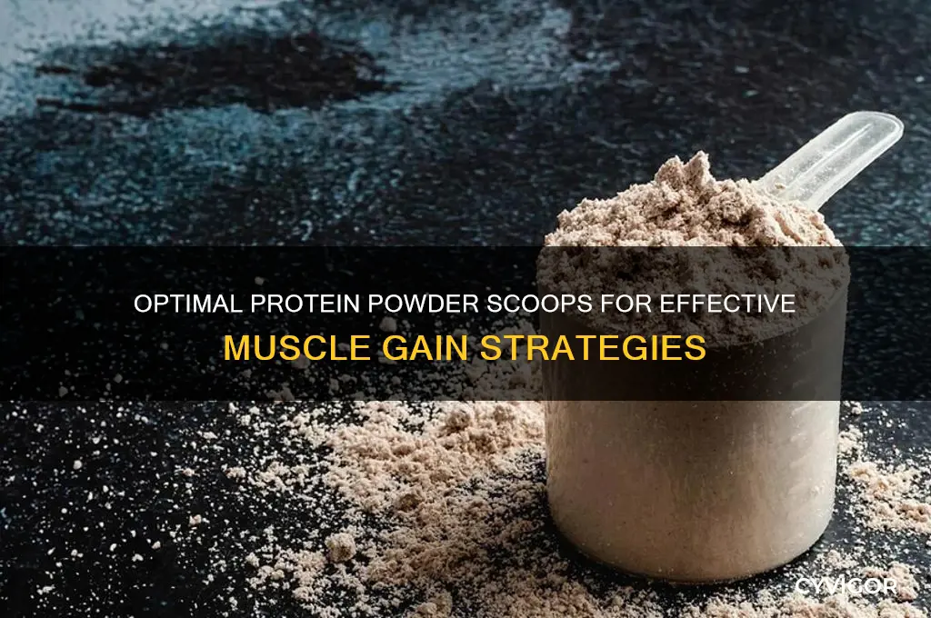 how many scoops of protein powder to gain muscle