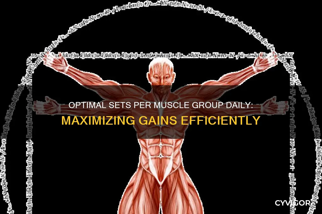 how many sets per muscle group per day