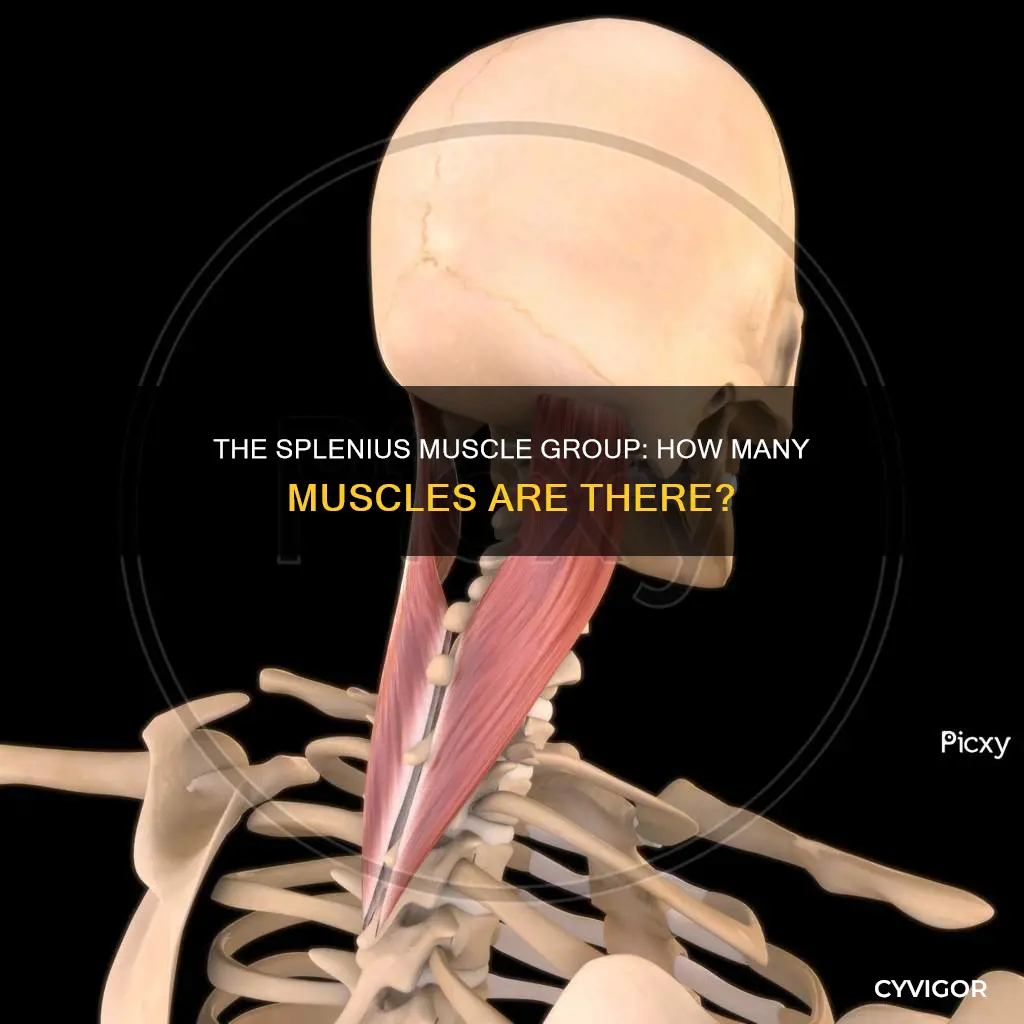 how many splenius muscles