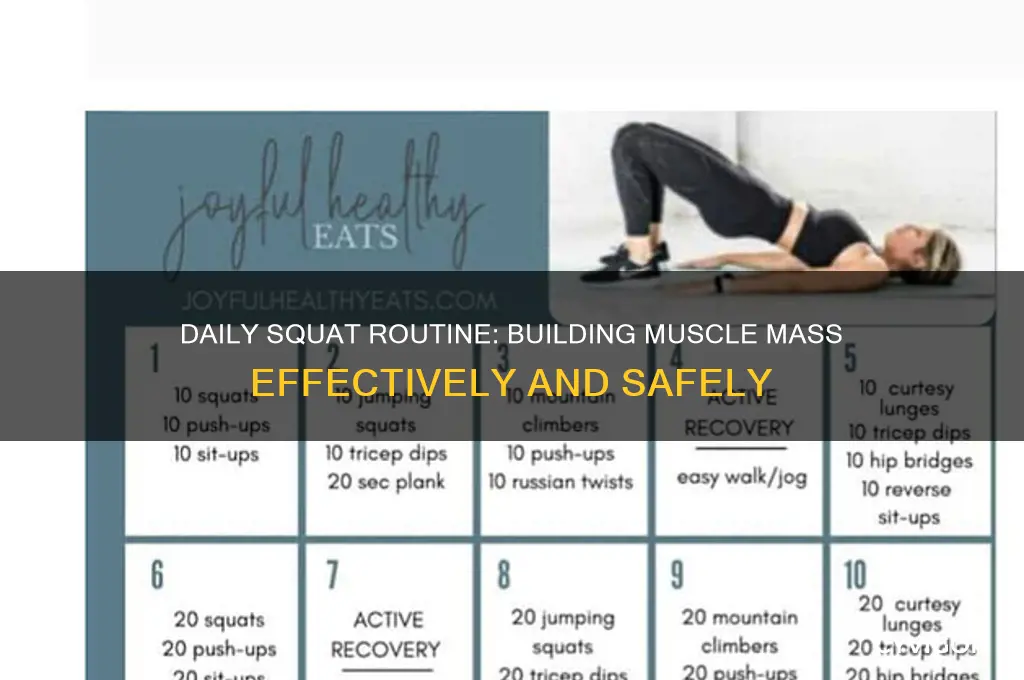 how many squats a day to gain muscle