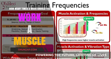 Optimal Muscle Training Frequency: How Often Should You Work Each Muscle?