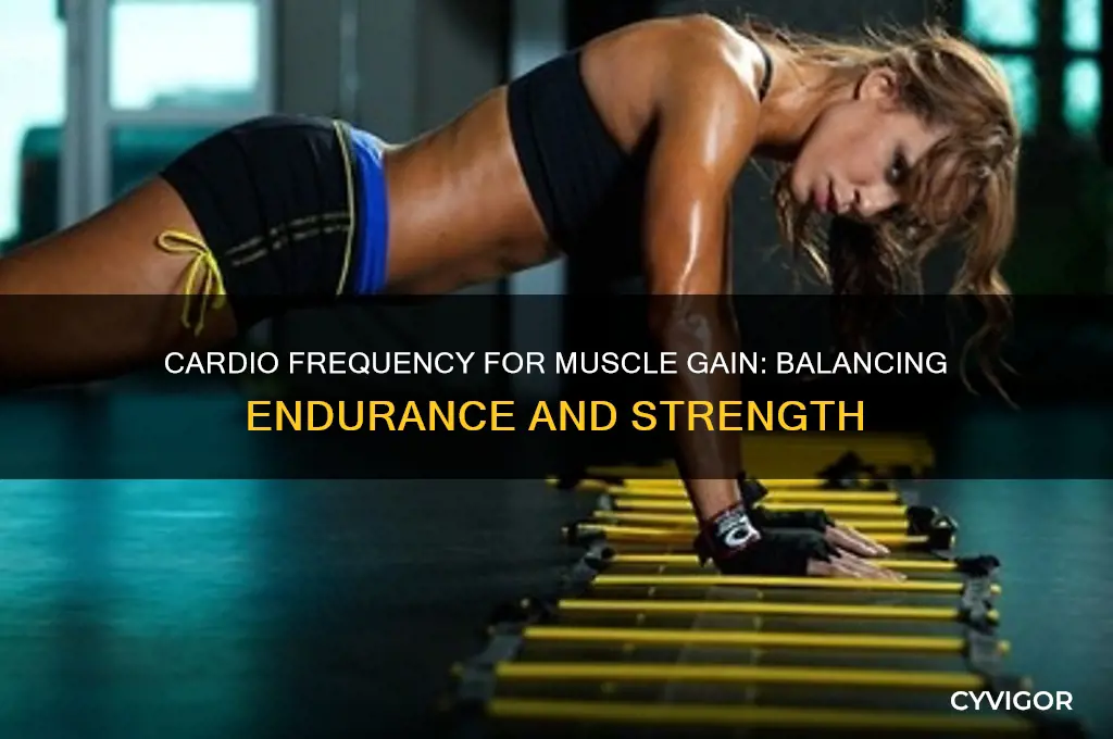 how many times do i do cardio for gaining muscle
