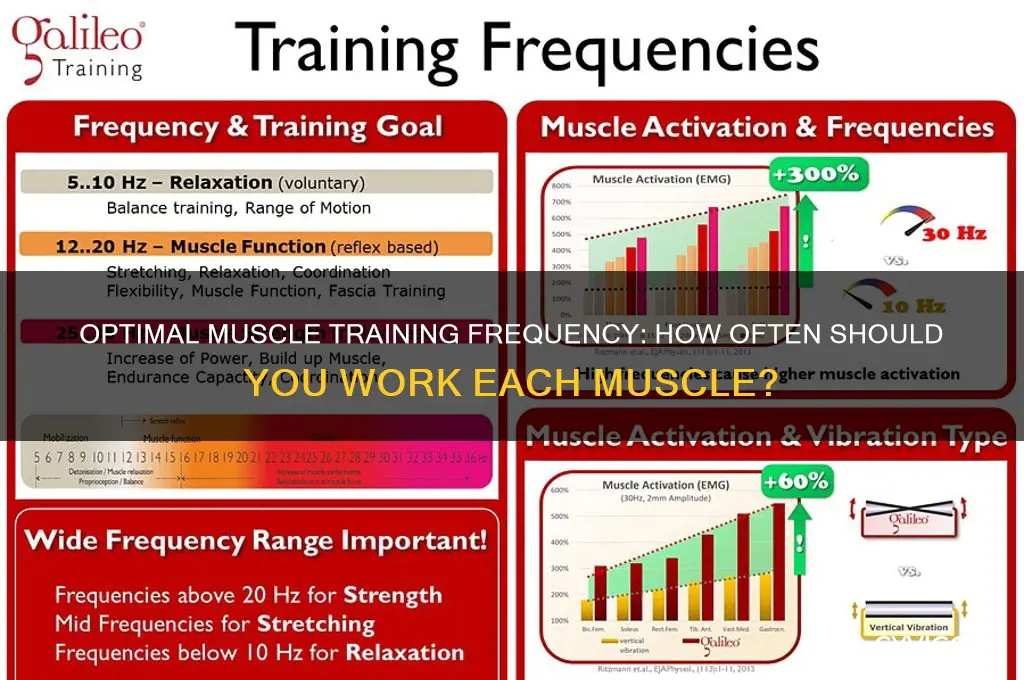 how many times s week dhould you work s muscle