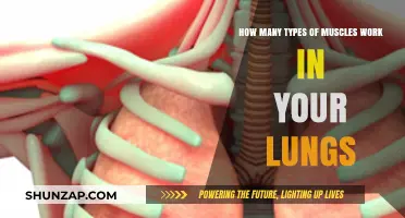 Understanding the Diverse Muscles Powering Your Lungs' Functionality
