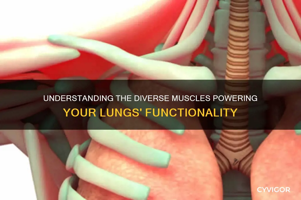 how many types of muscles work in your lungs