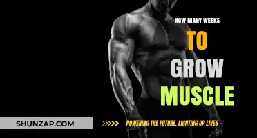 Effective Muscle Growth Timeline: Weeks to Build Strength and Size