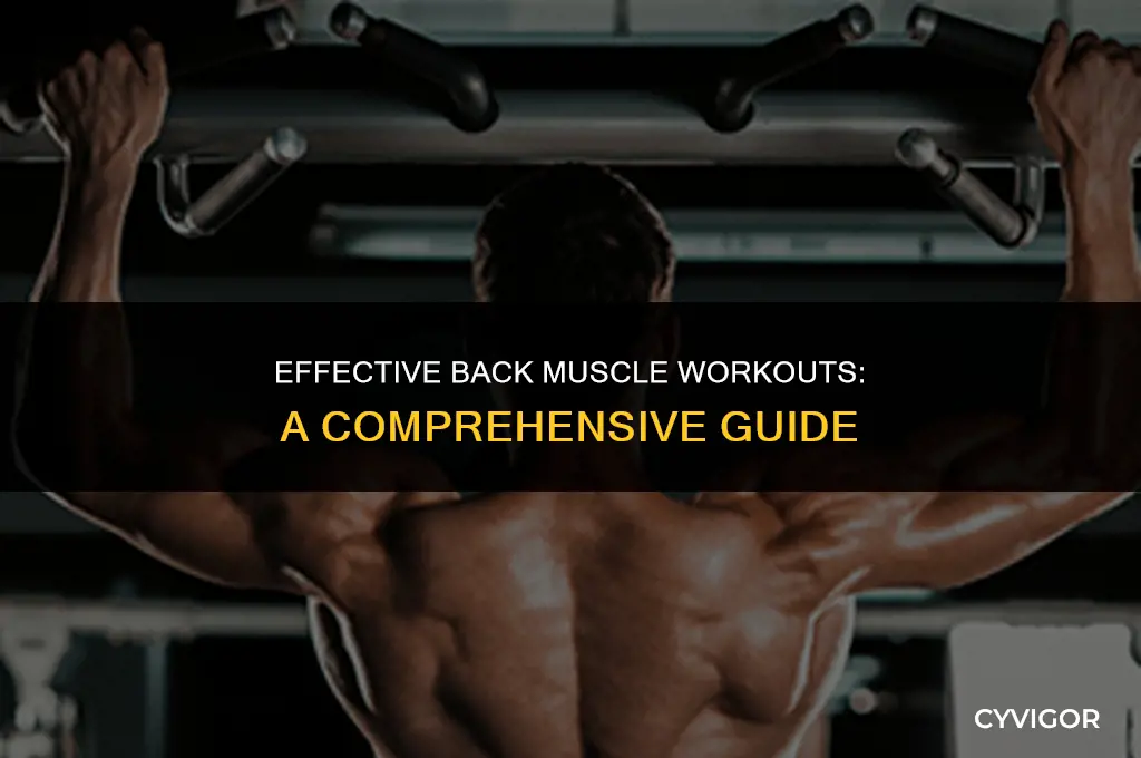 how many workout for back muscle