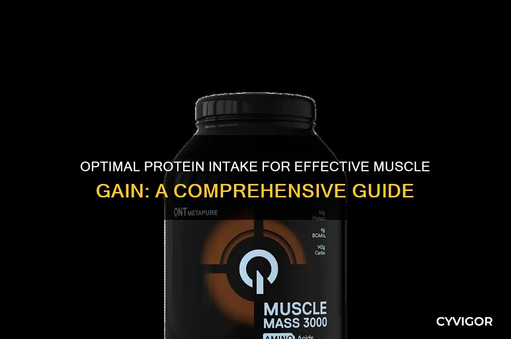 how mich protein do i need to gain muscle
