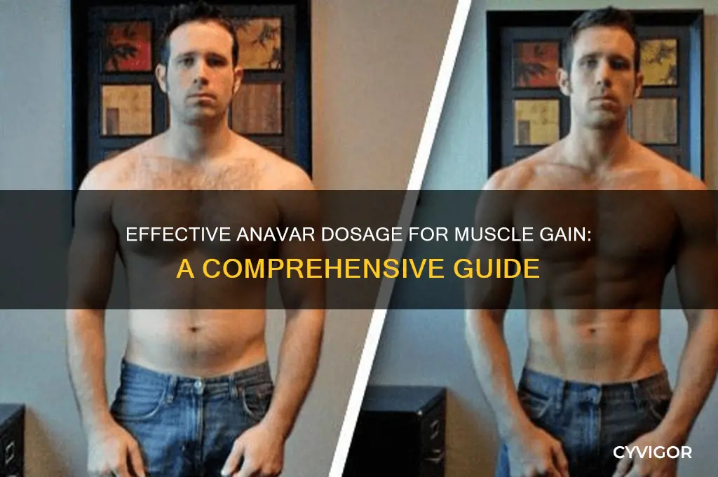how much anavar to take for muscle gain